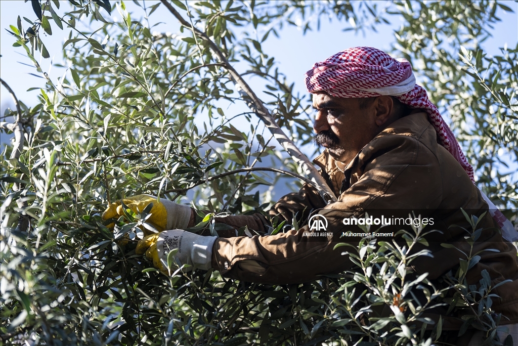 وەرزی ڕنینی زەیتوون لە پەرستگای لالش