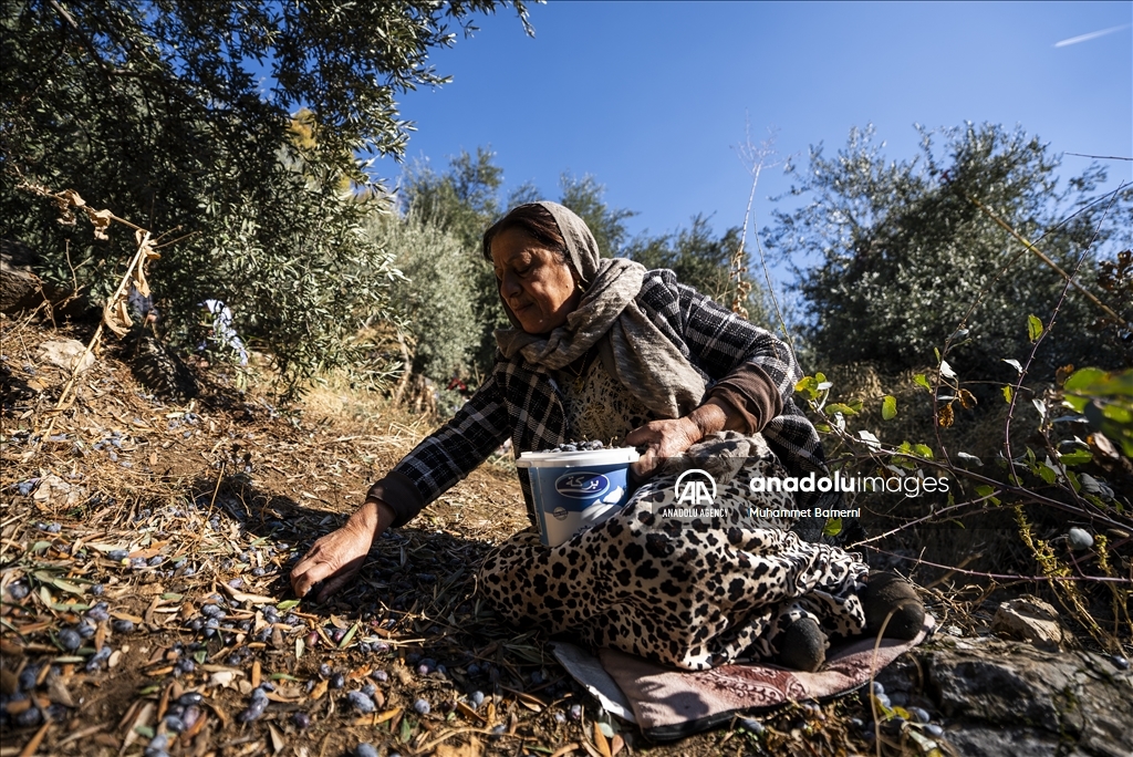 وەرزی ڕنینی زەیتوون لە پەرستگای لالش