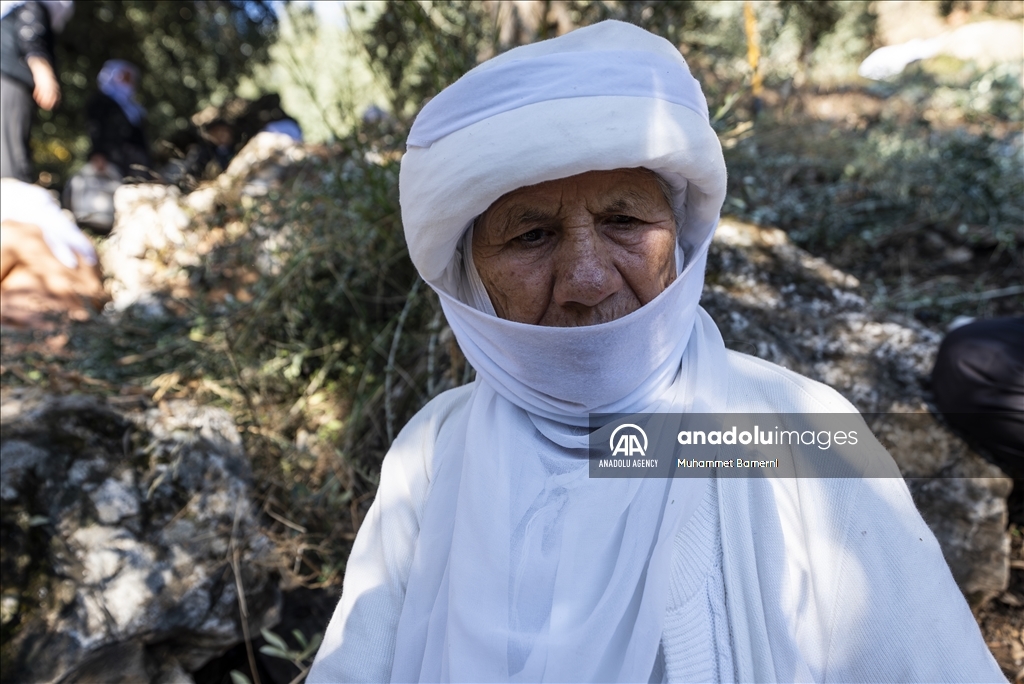 وەرزی ڕنینی زەیتوون لە پەرستگای لالش