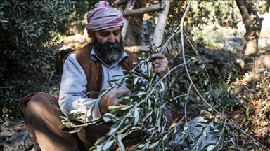 وەرزی ڕنینی زەیتوون لە پەرستگای لالش