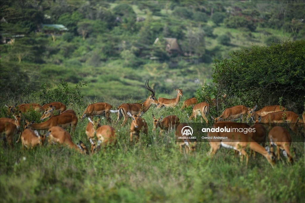 Kenya'daki Nairobi Ulusal Parkı