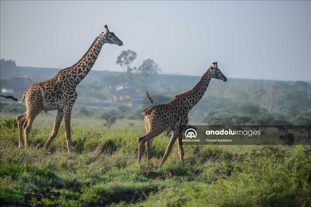 Kenya'daki Nairobi Ulusal Parkı