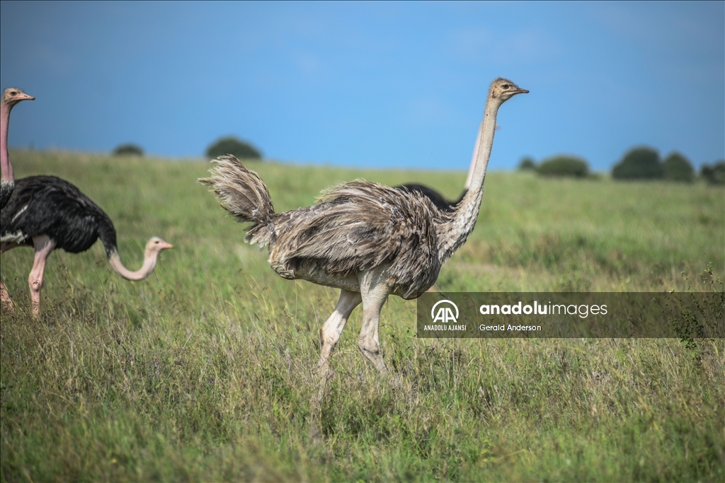 Kenya'daki Nairobi Ulusal Parkı