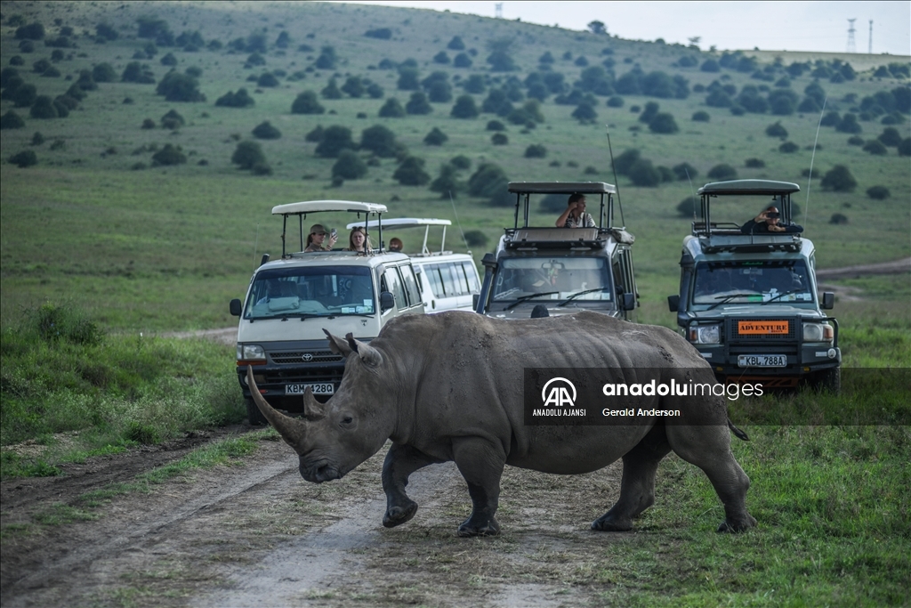 Kenya'daki Nairobi Ulusal Parkı
