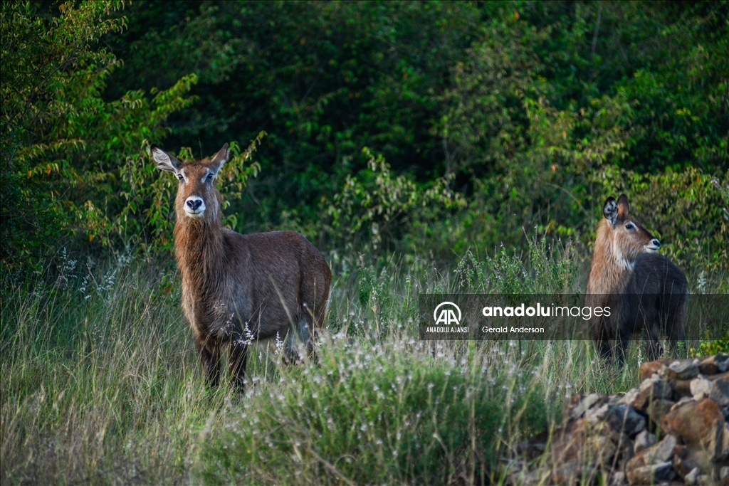 Kenya'daki Nairobi Ulusal Parkı