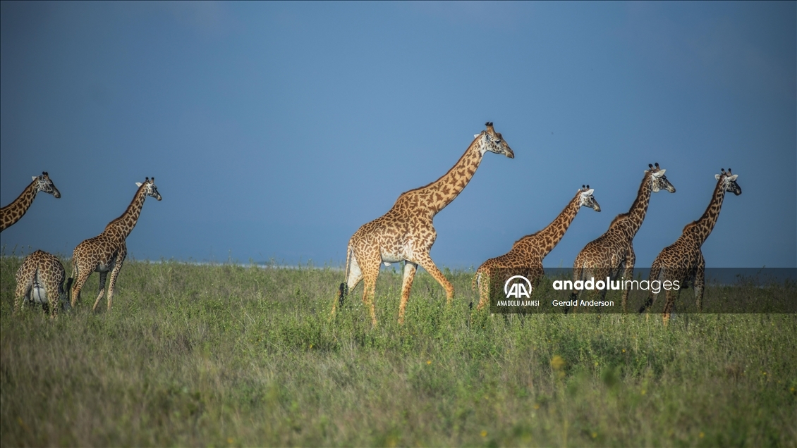 Kenya'daki Nairobi Ulusal Parkı