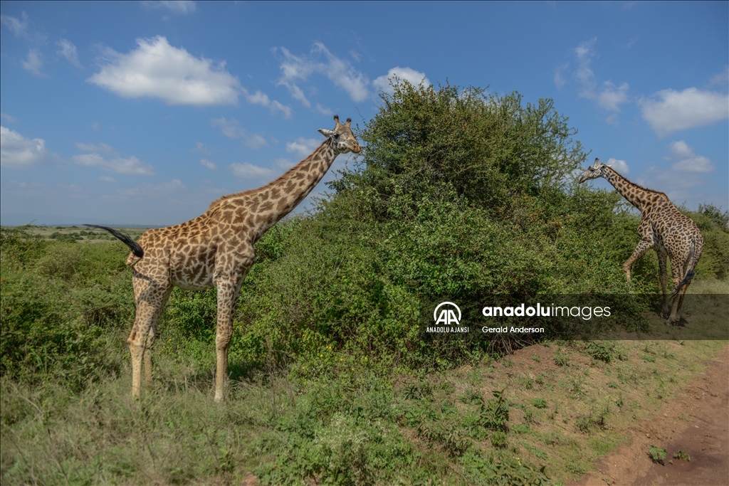 Kenya'daki Nairobi Ulusal Parkı