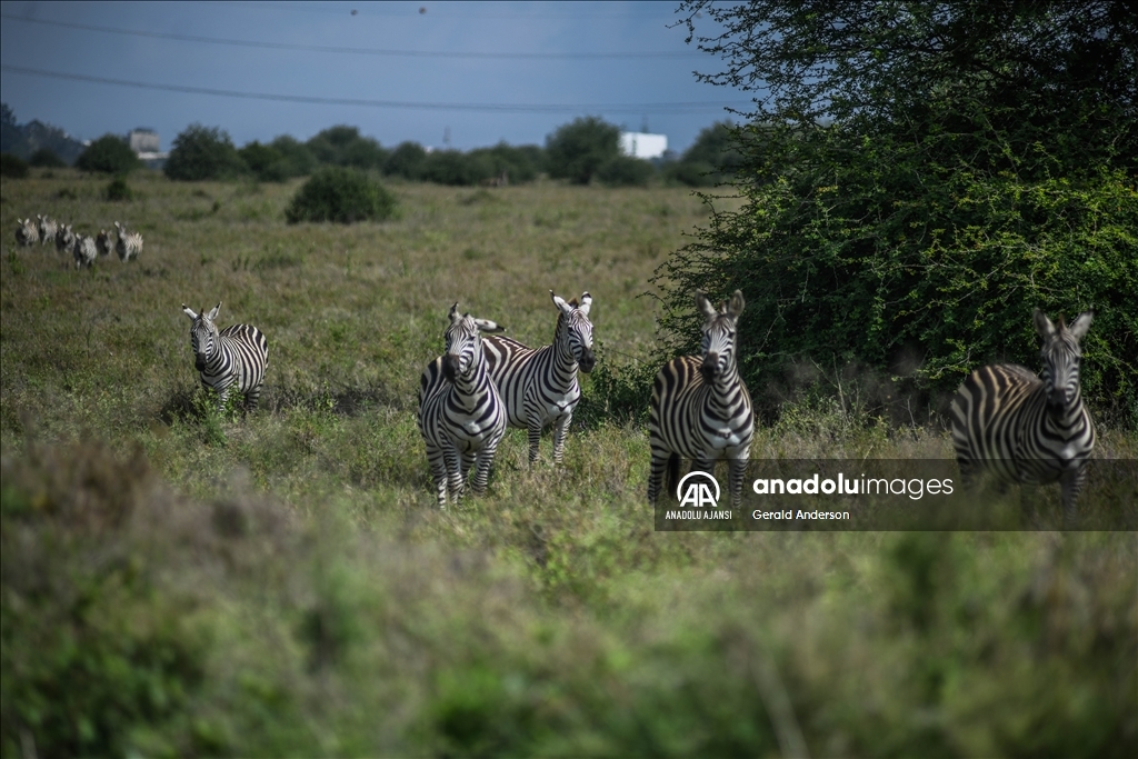 Kenya'daki Nairobi Ulusal Parkı