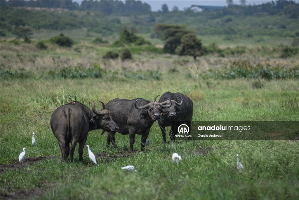 Kenya'daki Nairobi Ulusal Parkı