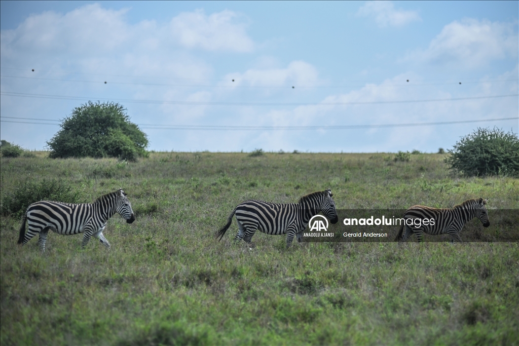 Kenya'daki Nairobi Ulusal Parkı