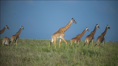 Kenya'daki Nairobi Ulusal Parkı