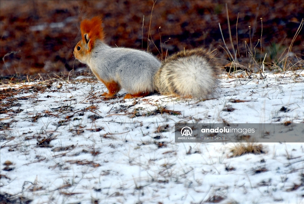 Kars'ta kızıl sincaplar yaşam alanlarında görüntülendi