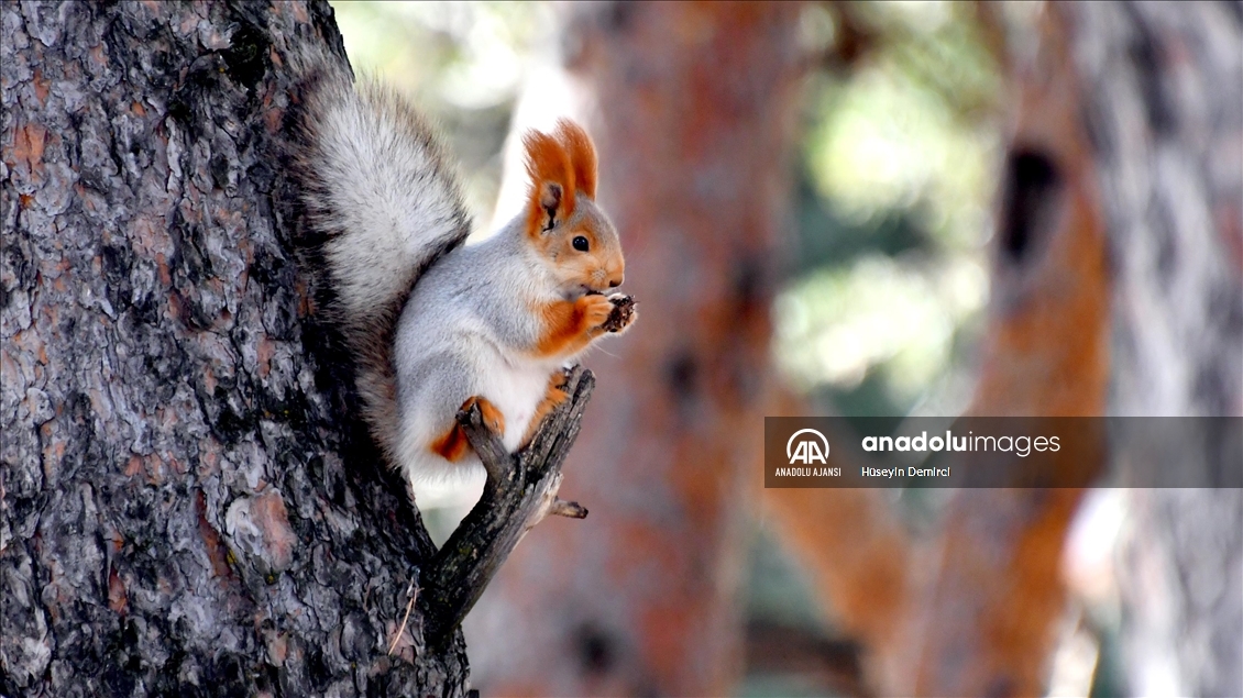 Kars'ta kızıl sincaplar yaşam alanlarında görüntülendi