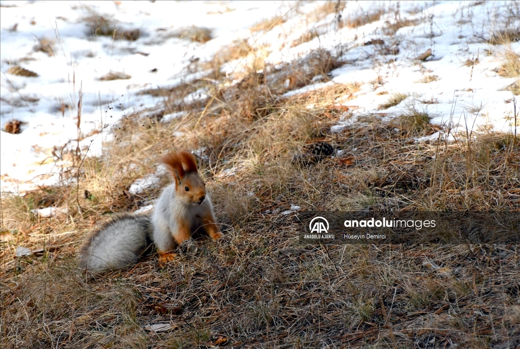 Kars'ta kızıl sincaplar yaşam alanlarında görüntülendi