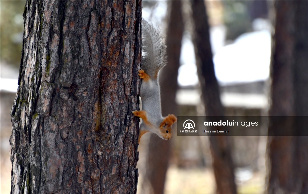 Kars'ta kızıl sincaplar yaşam alanlarında görüntülendi