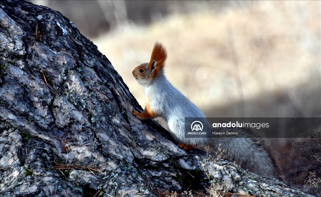 Kars'ta kızıl sincaplar yaşam alanlarında görüntülendi