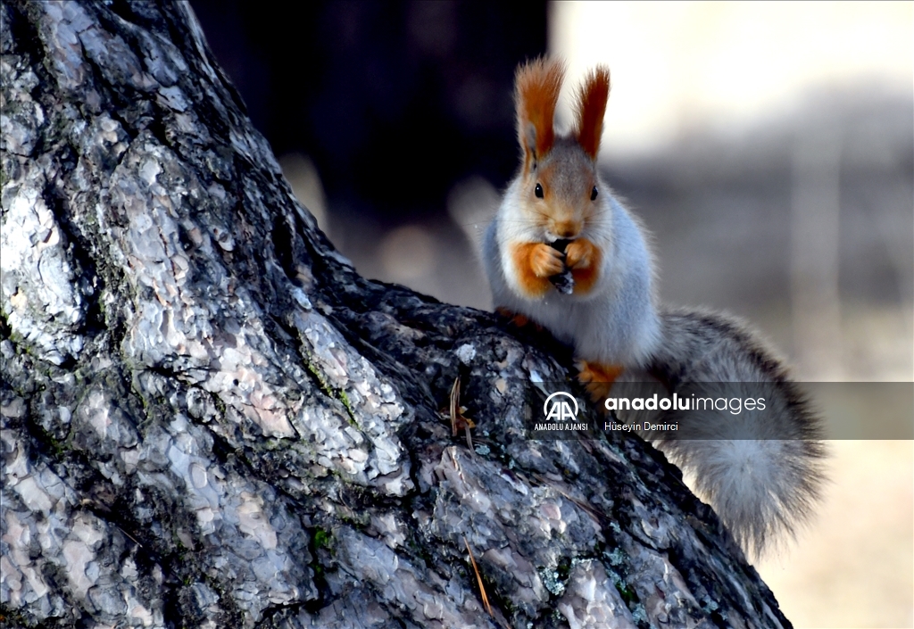 Kars'ta kızıl sincaplar yaşam alanlarında görüntülendi