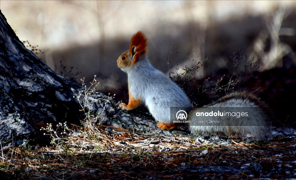Kars'ta kızıl sincaplar yaşam alanlarında görüntülendi