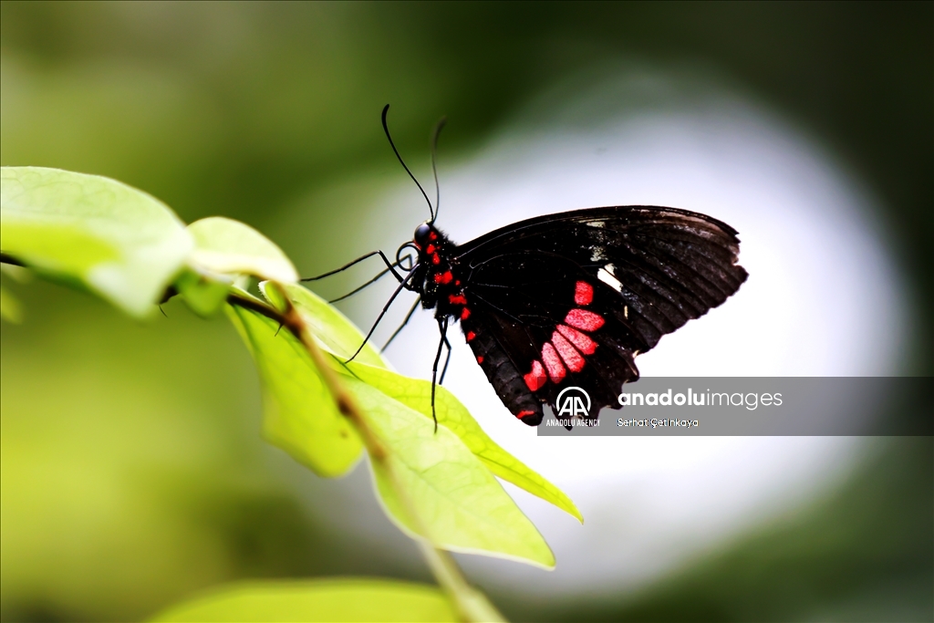 بـ 10 آلاف فراشة.. استقبال الزوار في قونية التركية