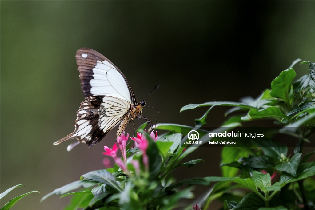 بـ 10 آلاف فراشة.. استقبال الزوار في قونية التركية