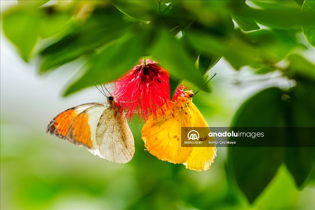 بـ 10 آلاف فراشة.. استقبال الزوار في قونية التركية