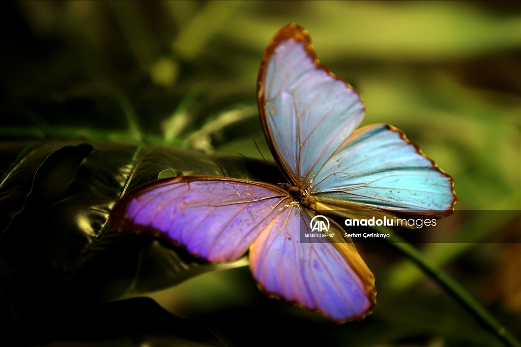 بـ 10 آلاف فراشة.. استقبال الزوار في قونية التركية