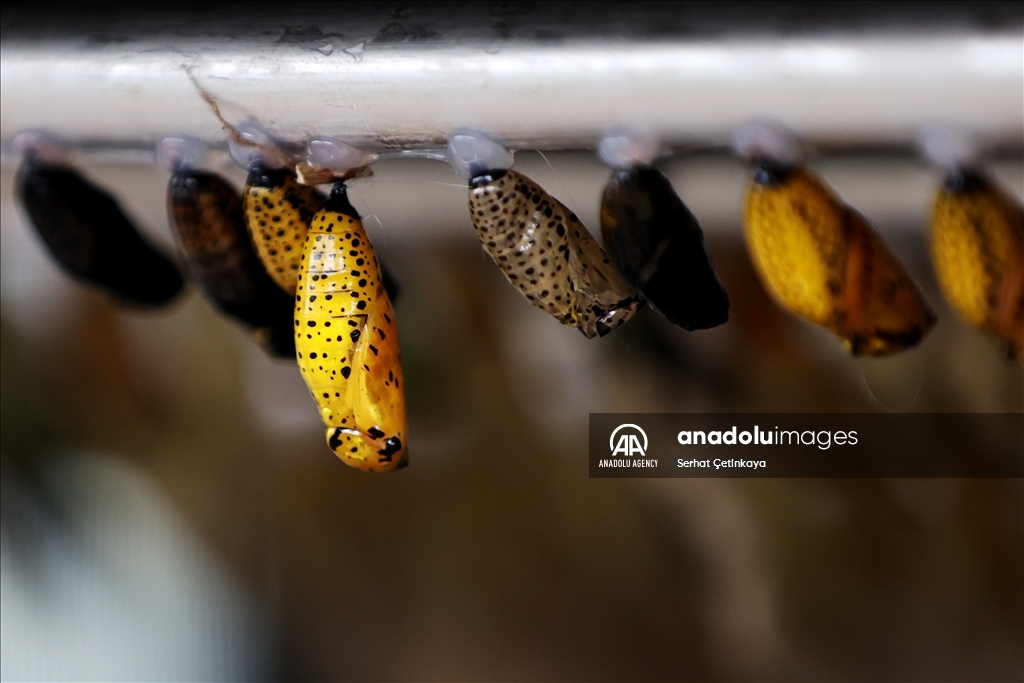 بـ 10 آلاف فراشة.. استقبال الزوار في قونية التركية