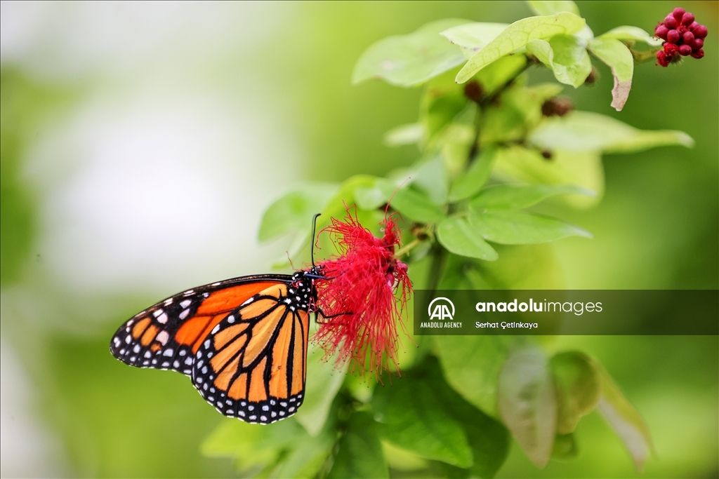 بـ 10 آلاف فراشة.. استقبال الزوار في قونية التركية