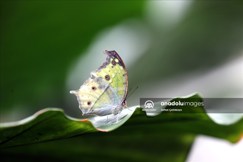 بـ 10 آلاف فراشة.. استقبال الزوار في قونية التركية