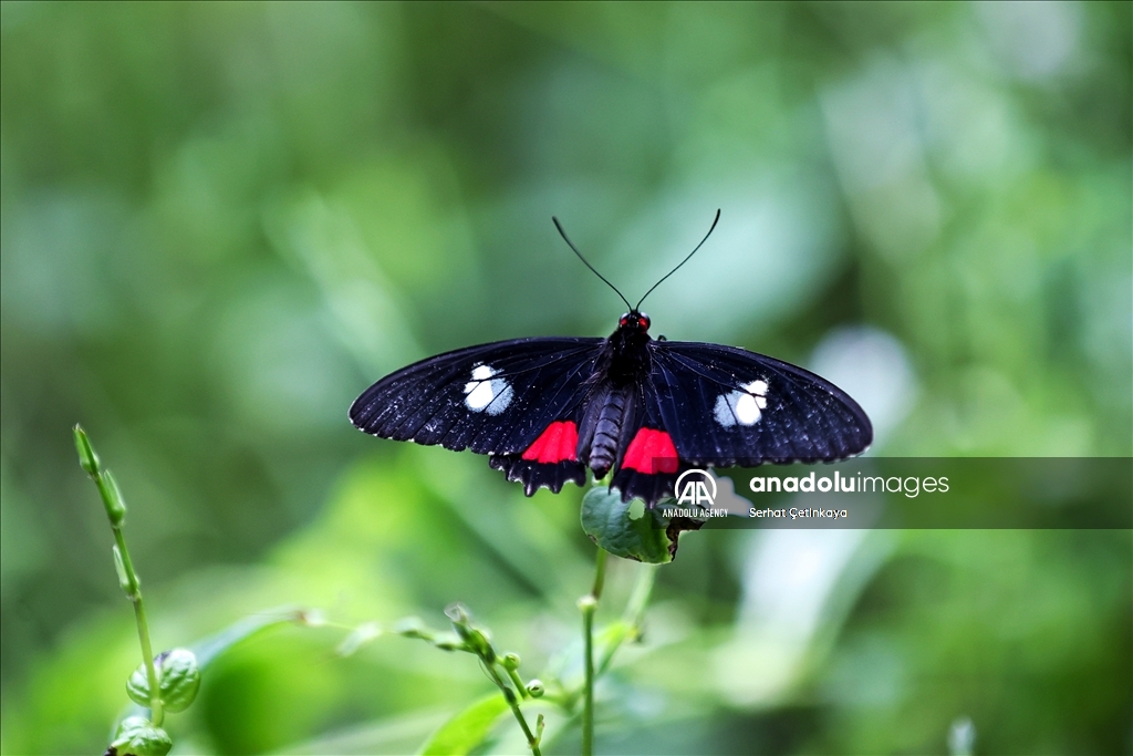 بـ 10 آلاف فراشة.. استقبال الزوار في قونية التركية