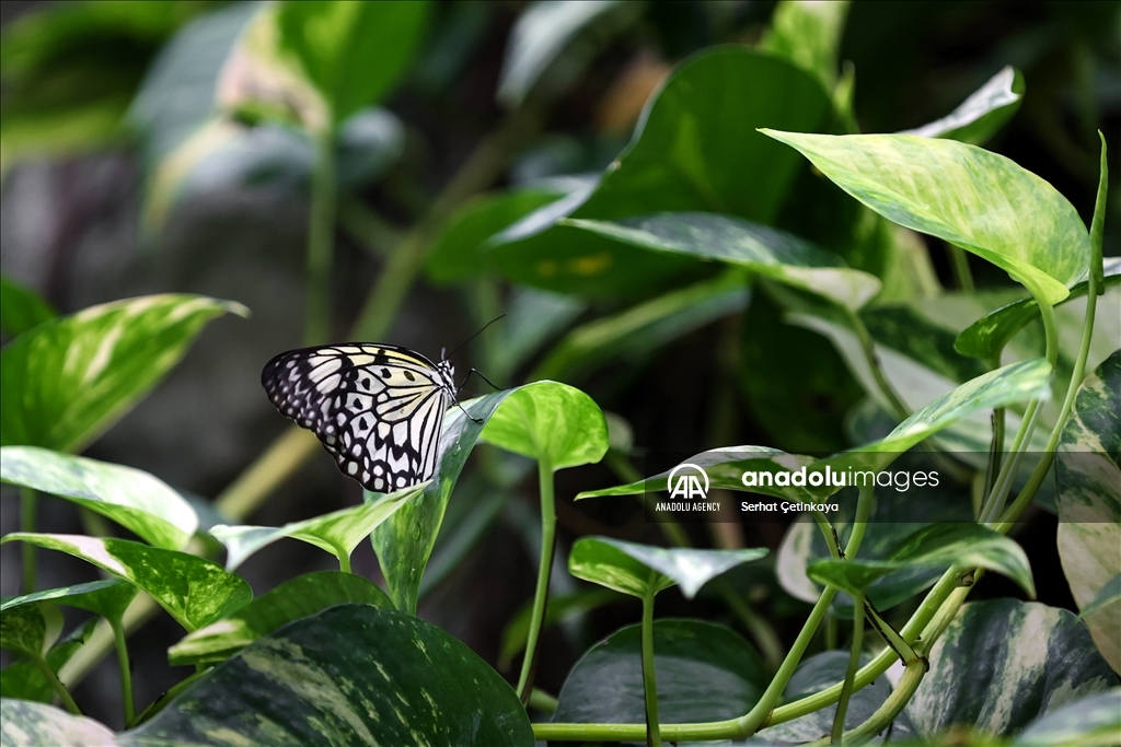 بـ 10 آلاف فراشة.. استقبال الزوار في قونية التركية