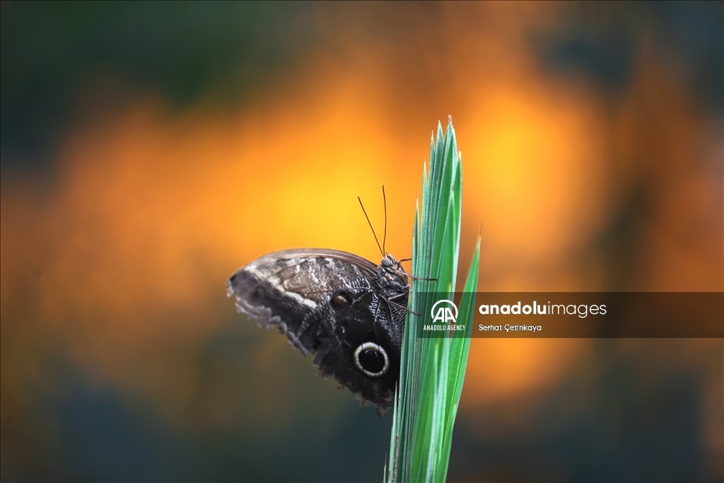 بـ 10 آلاف فراشة.. استقبال الزوار في قونية التركية