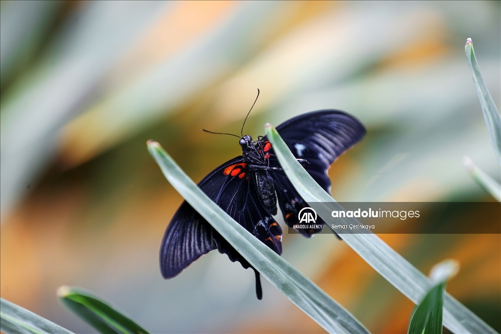 بـ 10 آلاف فراشة.. استقبال الزوار في قونية التركية