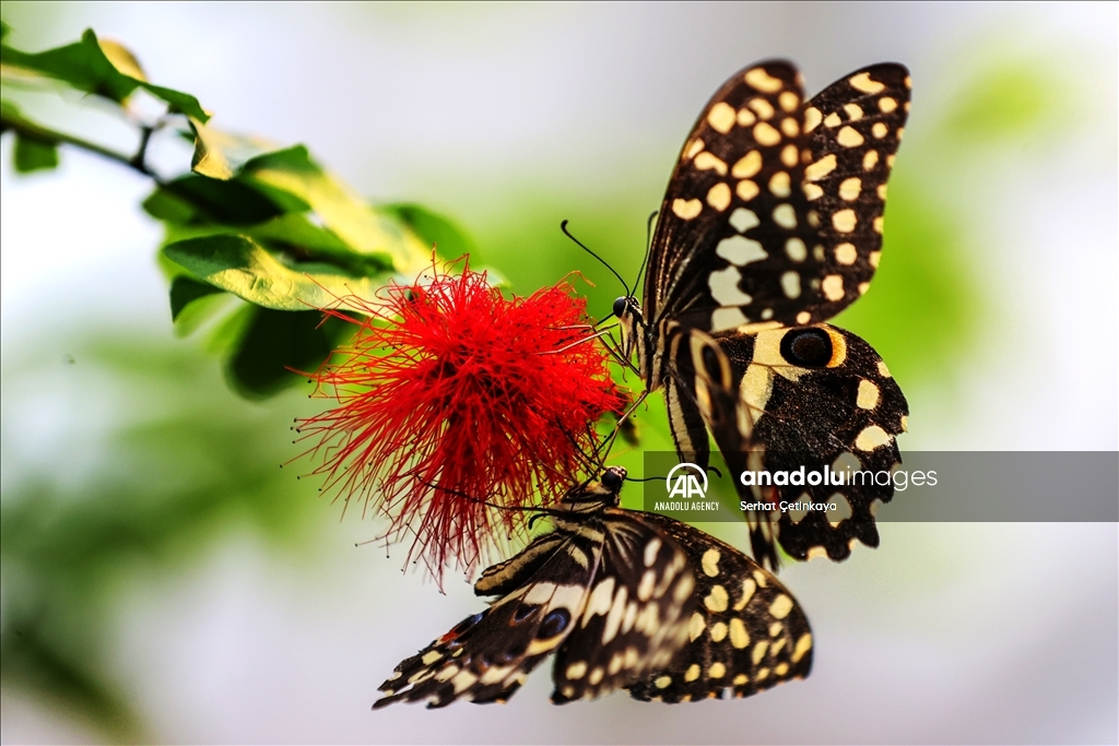 بـ 10 آلاف فراشة.. استقبال الزوار في قونية التركية