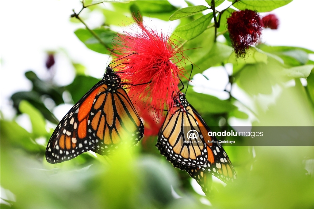 بـ 10 آلاف فراشة.. استقبال الزوار في قونية التركية