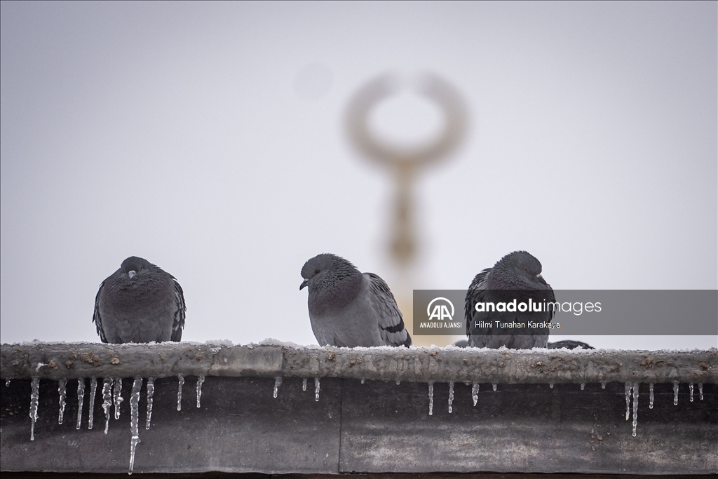 Erzurum'da kar yağışı