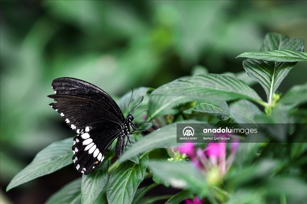 بـ 10 آلاف فراشة.. استقبال الزوار في قونية التركية