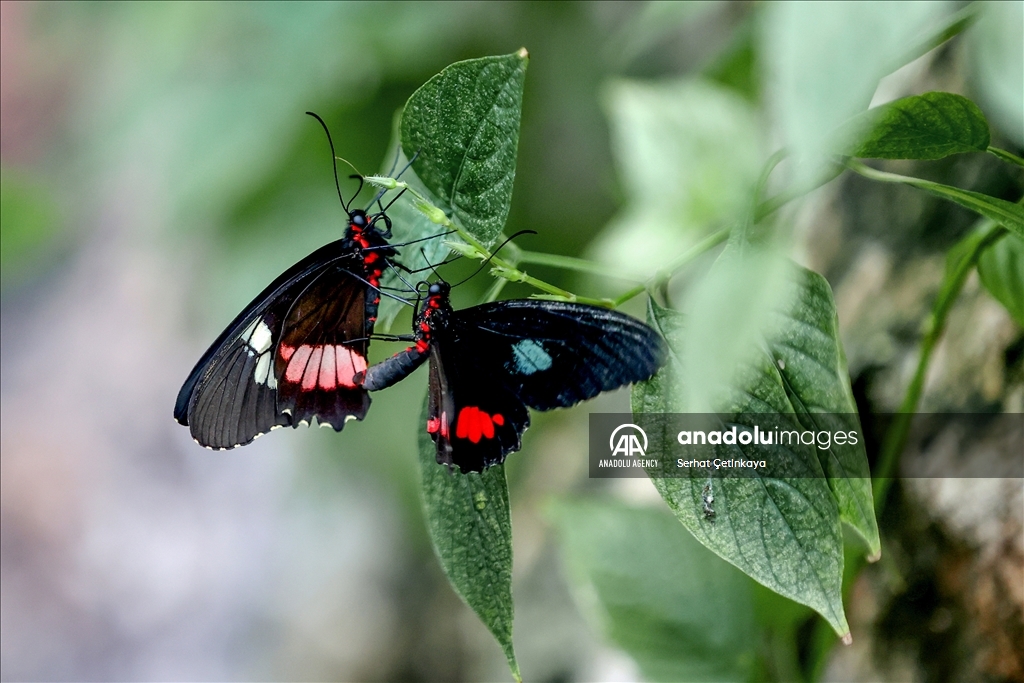 بـ 10 آلاف فراشة.. استقبال الزوار في قونية التركية