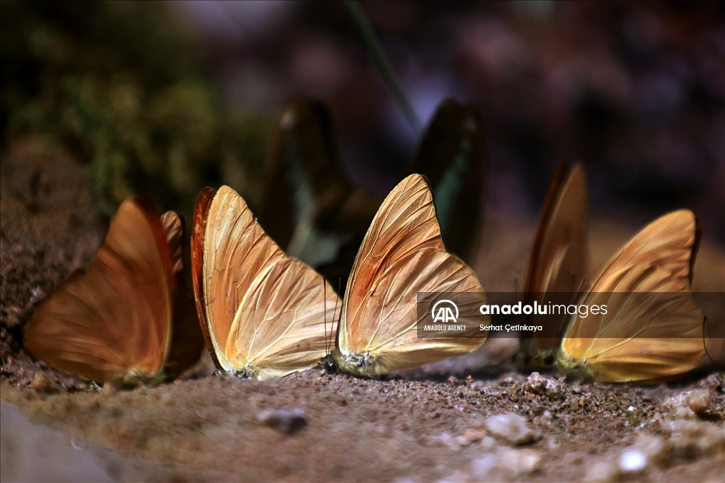 بـ 10 آلاف فراشة.. استقبال الزوار في قونية التركية