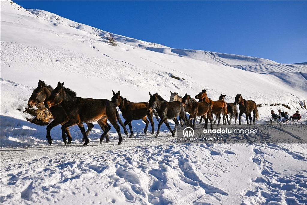 Youngsters from Bahcesaray district of Van turn the plateau road into a ski slope with their sleds