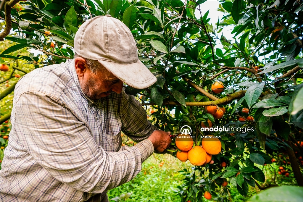 برتقال تونس.. موسم مبشر رغم الجفاف