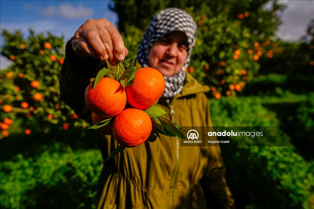 برتقال تونس.. موسم مبشر رغم الجفاف