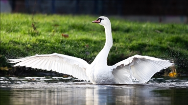 Murg Nehri kıyısındaki kuğular