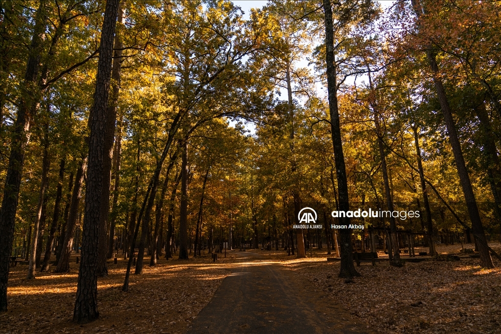 Arkansas’ın en yüksek noktası Magazine Mountain