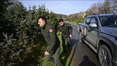 İstanbul'da orman muhafaza ekipleri "yılbaşı ağacı" nöbetinde