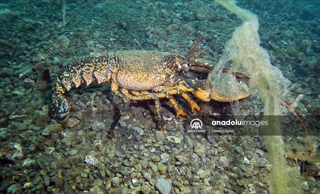 Gölcük Değirmendere’de sualtından müsilaj görüntülendi