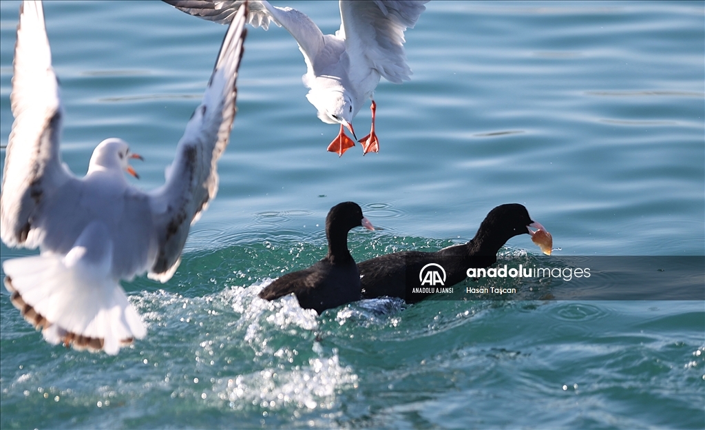 Trabzon'da güneşli hava