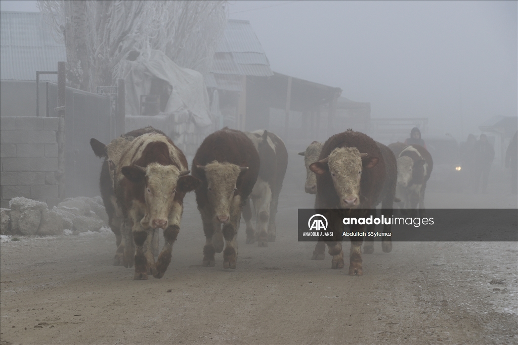 Ağrı'da dondurucu soğuklar etkisini sürdürüyor