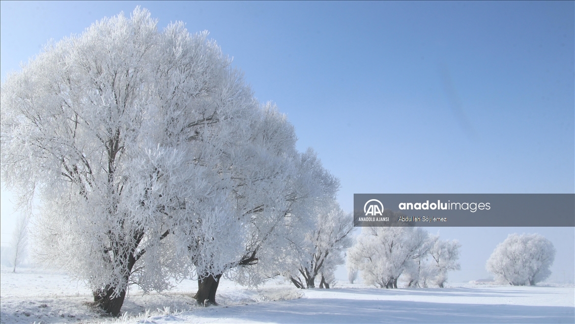 Ağrı'da ağaçlar kırağıyla kaplandı