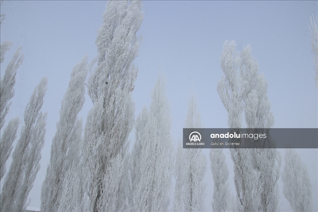 Ağrı'da ağaçlar kırağıyla kaplandı